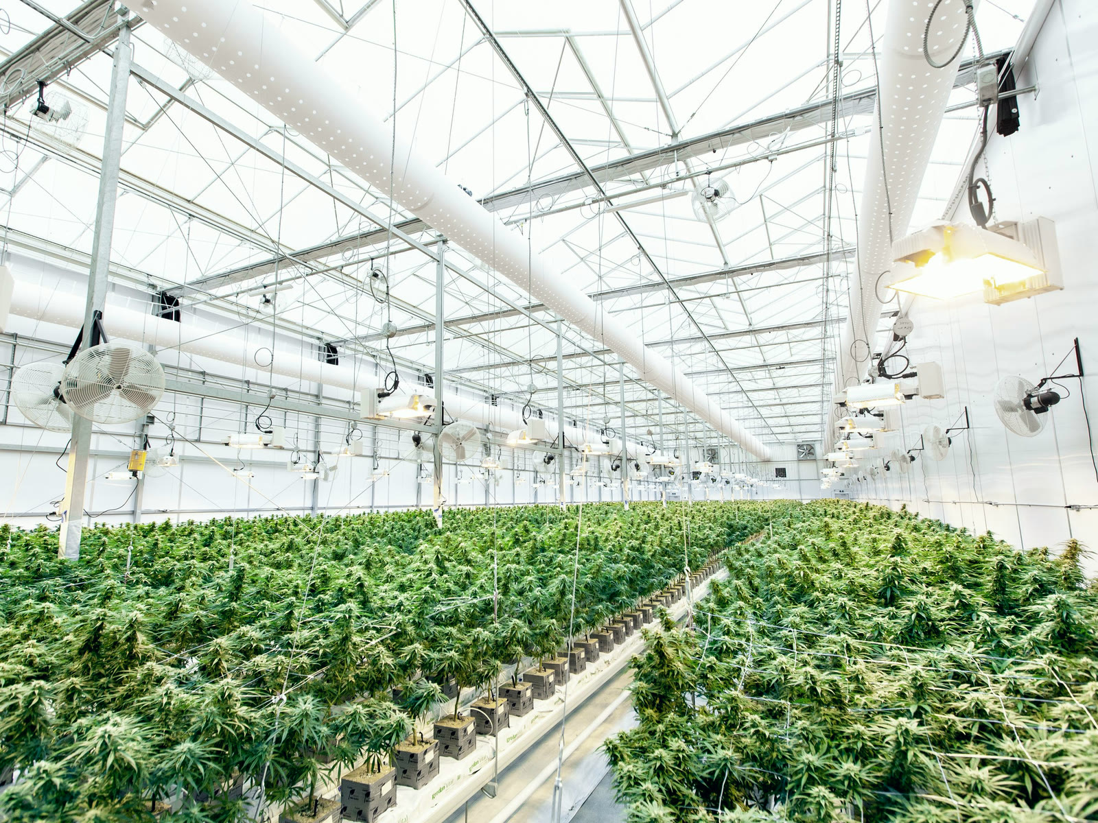 A licensed cannabis production room, plants in rows under a glass roof