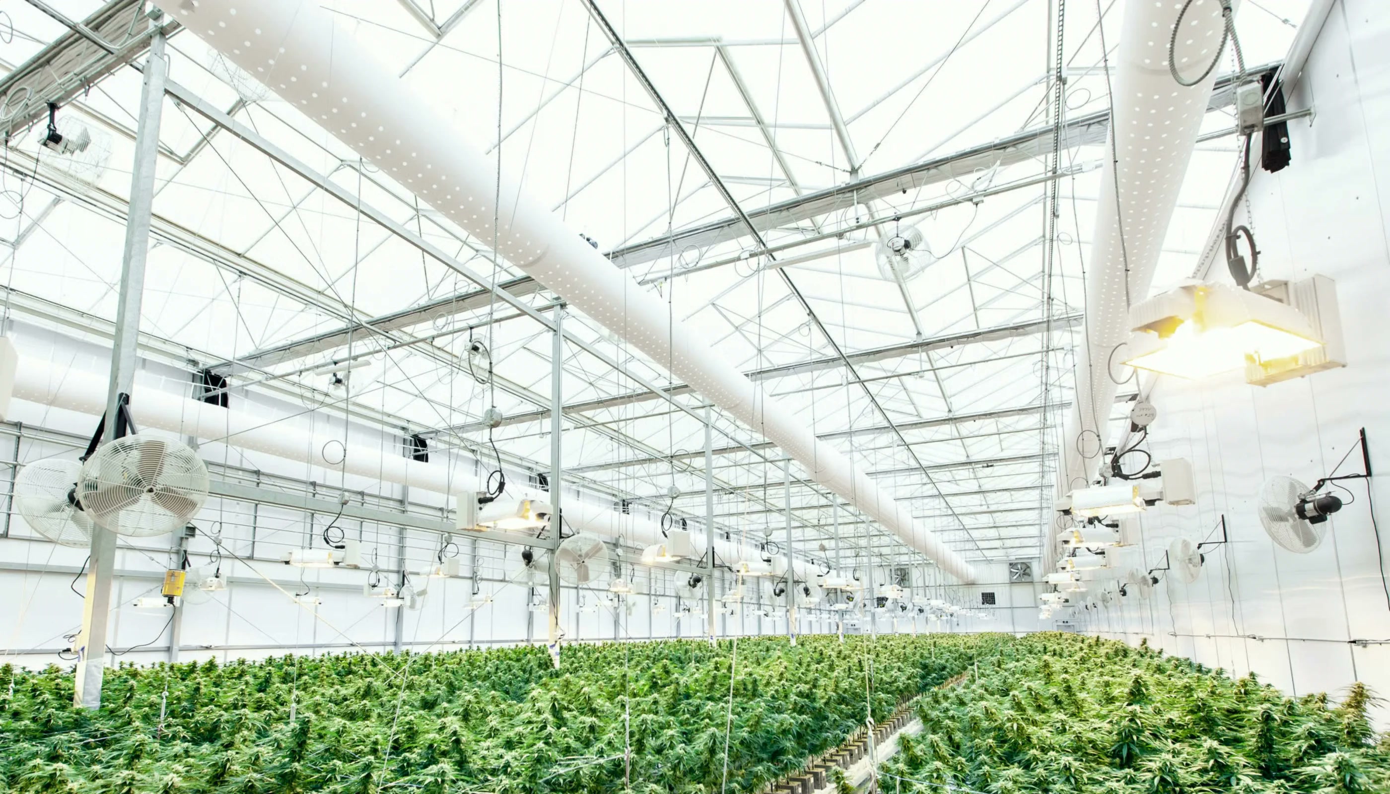 A licensed cannabis production room, plants in rows under a glass roof