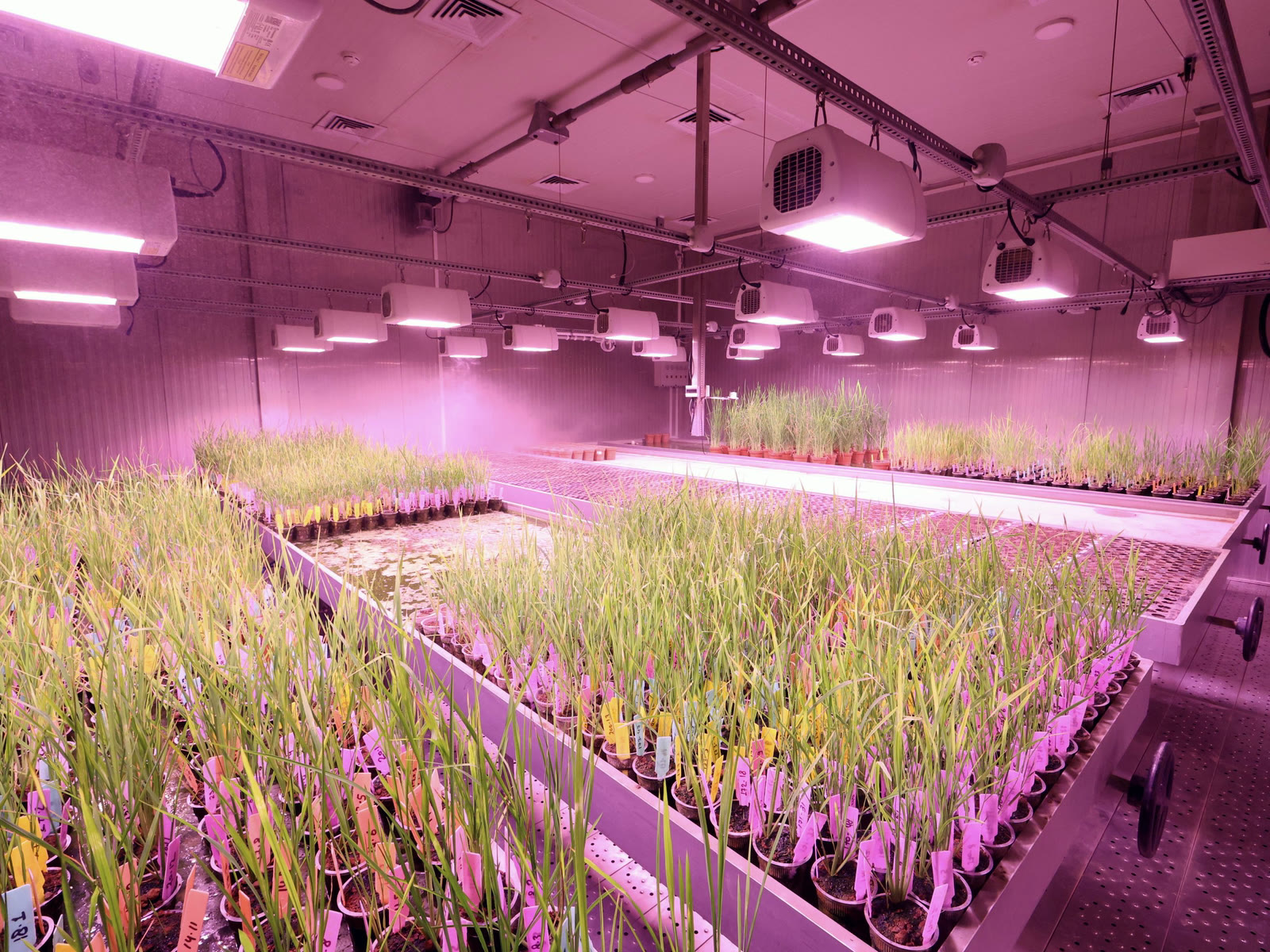 A licensed cannabis cultivation room, benches of plants under grow lighting